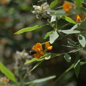 Xylocopa (Lestis) aerata at Acton, ACT - 25 Nov 2020