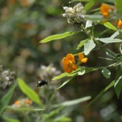 Xylocopa (Lestis) aerata at Acton, ACT - 25 Nov 2020