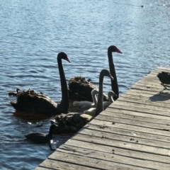 Cygnus atratus (Black Swan) at Yerrabi Pond - 24 Nov 2020 by TrishGungahlin