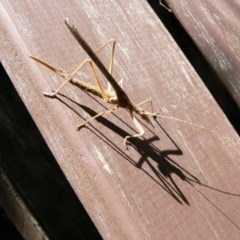 Zaprochilus australis (Twig-mimic katydid) at Isaacs, ACT - 26 Nov 2011 by Mike