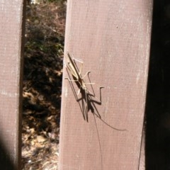 Zaprochilus australis at Isaacs, ACT - 26 Nov 2011