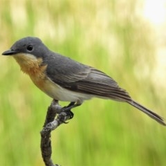 Myiagra rubecula (Leaden Flycatcher) at Forde, ACT - 24 Nov 2020 by JohnBundock