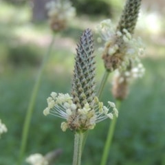 Plantago lanceolata (Ribwort Plantain, Lamb's Tongues) at Conder, ACT - 17 Nov 2020 by michaelb