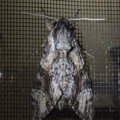 Psilogramma casuarinae (Privet Hawk Moth) at Conder, ACT - 7 Oct 2020 by michaelb