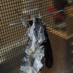 Psilogramma casuarinae at Conder, ACT - 7 Oct 2020