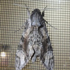 Psilogramma casuarinae at Conder, ACT - 7 Oct 2020