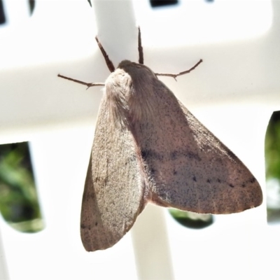 Arhodia lasiocamparia (Pink Arhodia) at Wanniassa, ACT - 25 Nov 2020 by JohnBundock