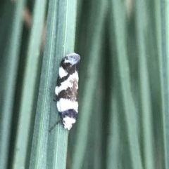 Isomoralla eriscota (A concealer moth) at Cook, ACT - 19 Nov 2020 by MattFox