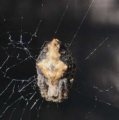 Socca pustulosa (Knobbled Orbweaver) at Cook, ACT - 19 Nov 2020 by MattFox