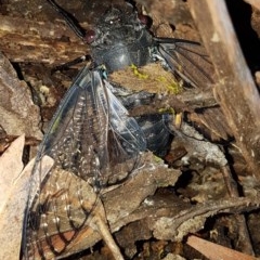 Psaltoda moerens (Redeye cicada) at Bass Gardens Park, Griffith - 25 Nov 2020 by SRoss