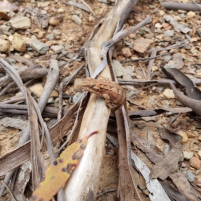 Rankinia diemensis (Mountain Dragon) at Tantangara, NSW - 25 Nov 2020 by jpittock