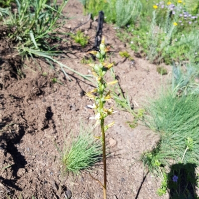 Prasophyllum sp. (A Leek Orchid) at Bimberi, NSW - 25 Nov 2020 by jpittock