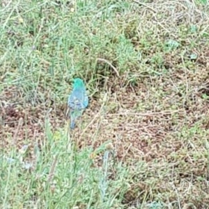 Psephotus haematonotus at Yarralumla, ACT - 23 Nov 2020