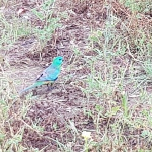 Psephotus haematonotus at Yarralumla, ACT - 23 Nov 2020