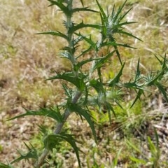 Carthamus lanatus (Saffron Thistle) at Bass Gardens Park, Griffith - 25 Nov 2020 by SRoss