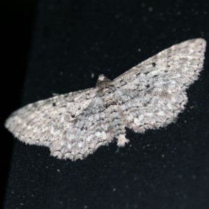 Psilosticha pristis at O'Connor, ACT - 25 Nov 2020