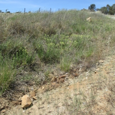 Potentilla recta (Sulphur Cinquefoil) at Wallaroo, NSW - 15 Nov 2019 by Rosie