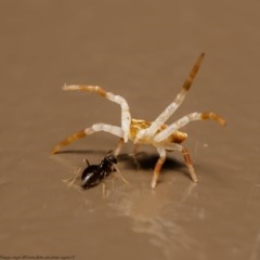 Thomisidae (family) (Unidentified Crab spider or Flower spider) at ANBG - 25 Nov 2020 by Roger