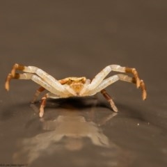 Thomisidae (family) at Acton, ACT - 25 Nov 2020 11:34 PM