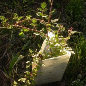 Rubus parvifolius at Hackett, ACT - 17 Nov 2020