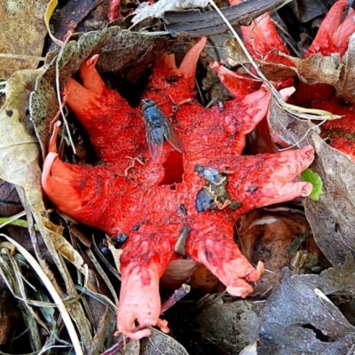 Aseroe rubra (Anemone Stinkhorn) at Crooked Corner, NSW - 25 Nov 2020 by Milly