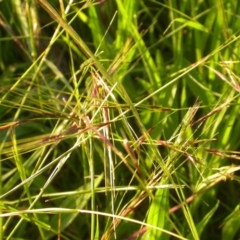 Nassella neesiana (Chilean Needlegrass) at Hackett, ACT - 17 Nov 2020 by waltraud