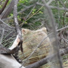 Vombatus ursinus (Bare-nosed Wombat) at Coree, ACT - 21 Nov 2020 by SandraH