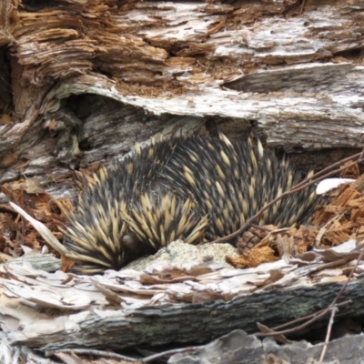 Tachyglossus aculeatus (Short-beaked Echidna) at Cotter Reservoir - 21 Nov 2020 by SandraH