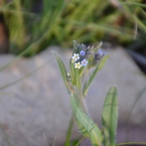 Myosotis discolor at Wamboin, NSW - 27 Sep 2020