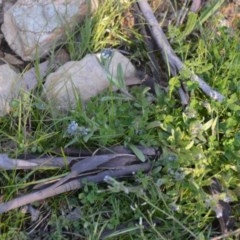 Myosotis discolor at Wamboin, NSW - 27 Sep 2020