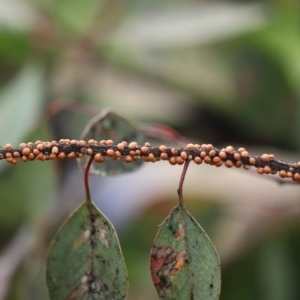 Eriococcus coriaceus at Tharwa, ACT - 25 Nov 2020