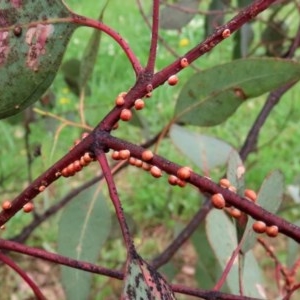 Eriococcus coriaceus at Tharwa, ACT - 25 Nov 2020