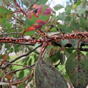 Eriococcus coriaceus at Tharwa, ACT - 25 Nov 2020