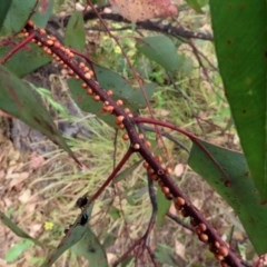 Eriococcus coriaceus at Tharwa, ACT - 25 Nov 2020