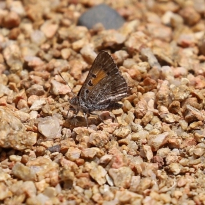 Lucia limbaria (Chequered Copper) at Tennent, ACT - 24 Nov 2020 by RodDeb