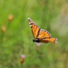 Danaus plexippus (Monarch) at Tennent, ACT - 24 Nov 2020 by RodDeb