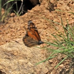 Danaus plexippus at Tennent, ACT - 25 Nov 2020