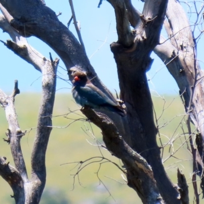 Eurystomus orientalis (Dollarbird) at Tennent, ACT - 25 Nov 2020 by RodDeb