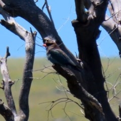 Eurystomus orientalis at Tennent, ACT - 25 Nov 2020