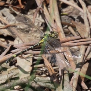 Austrogomphus cornutus at Tennent, ACT - 25 Nov 2020 12:35 AM