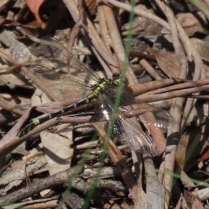 Austrogomphus cornutus at Tennent, ACT - 25 Nov 2020 12:35 AM