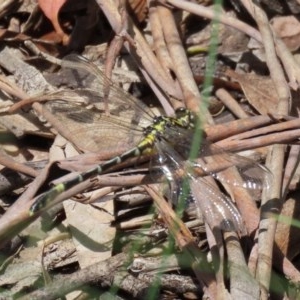 Austrogomphus cornutus at Tennent, ACT - 25 Nov 2020 12:35 AM