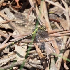 Austrogomphus cornutus at Tennent, ACT - 25 Nov 2020 12:35 AM