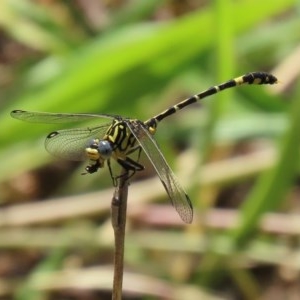 Austrogomphus cornutus at Tennent, ACT - 23 Nov 2020