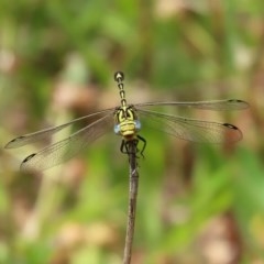 Austrogomphus cornutus at Tennent, ACT - 23 Nov 2020