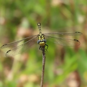 Austrogomphus cornutus at Tennent, ACT - 23 Nov 2020