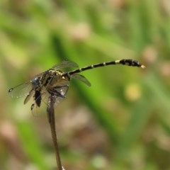 Austrogomphus cornutus at Tennent, ACT - 23 Nov 2020 04:57 PM