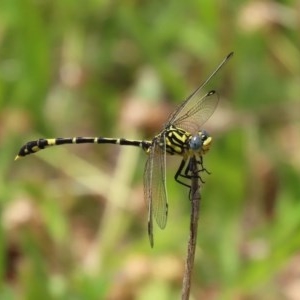 Austrogomphus cornutus at Tennent, ACT - 23 Nov 2020