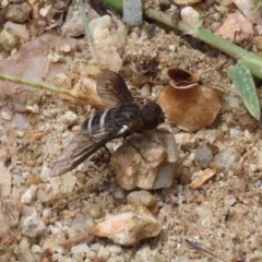 Villa sp. (genus) at Tennent, ACT - 25 Nov 2020