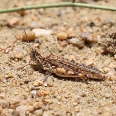 Urnisa guttulosa (Common Urnisa) at Tennent, ACT - 24 Nov 2020 by RodDeb